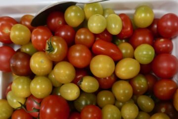 tomater Sånnagården